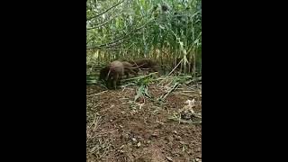 pasukan babi menghabiskan jagung warga