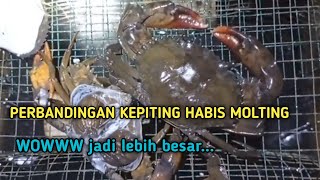 PERBANDINGAN KEPITING HABIS MOLTING TERNYATA JADI JUMBO