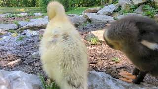 Call Duck Babies Cleaning Themselves