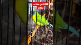 burung kinoy isian gelatik batu #kinoigacor #kinoiisian