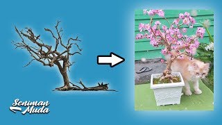 MEMBUAT BONSAI DARI RANTING POHON | Seniman Muda