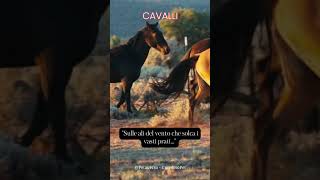 Sulle ali del vento che solca i vasti prati #cavalli #frasedelgiorno #aforismi #animali #saggezza