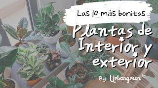 Las 10 Plantas de interior y exterior MÁS BONITAS del Mundo | Guía Urbangreen 🍃