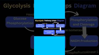 glycolysis pathway steps products diagram #glycolysis #trendingshorts #viralreels #tiktokvideo