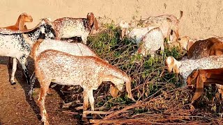 Chaudhary Goat Farm  چوھدری گوٹ فارم