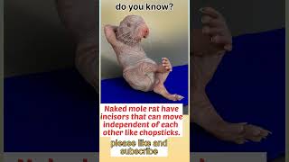 fact 84, teeths of naked mole