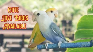 Single Lovebird Pair For Sale In Karachi #shorts