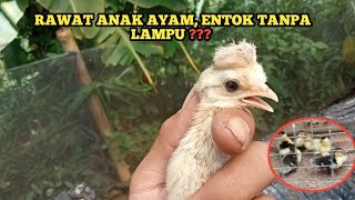 TANPA LAMPU ANAK AYAM AYAM & ENTOK TETAP UREP 💯