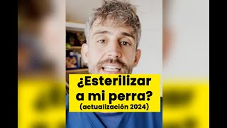 ¿Tengo que esterilizar a mi perra?