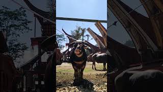 Kerbau MAHAL di RITUAL PEMAKAMAN TORAJA