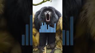 Weird Reason why small howler monkey scream very loud