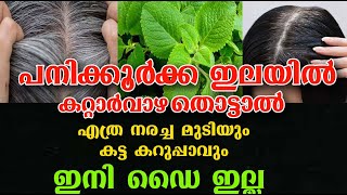 പനികൂർക്ക ഇലയിൽ കറ്റാർവാഴ തൊട്ടാൽ /hair care hair dye /poppy vlogs/malayalam