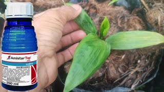 mengobati bercak daun kelapa sawit