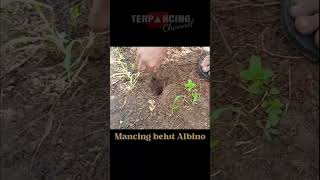 Mancing Belut Albino #mancingbelut #belutalbino #mancingbelutsawah #belutbabon #belutsawah