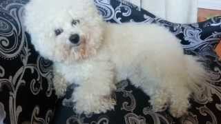 Cute Puppy Head Tilt - Do dogs understand what we say? Bichon Frise