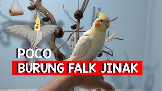 Burung falk jinak