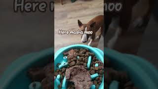 What I feed my dog in a day (credits to a friend) #dogs #cute #bullterrier #rarebreed #adorable