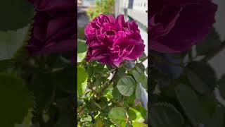 Beautiful #rose #foryou  #shortvideo #flowers #niceday