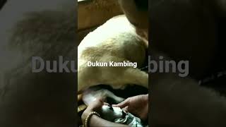 Detik detik induk kambing melahirkan bayi #shorts