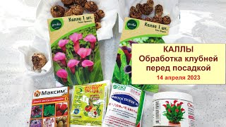 Калла 2023. Часть 1. Готовлю клубни к посадке. Обработка клубней препаратами Максим и Эпин. Апрель.