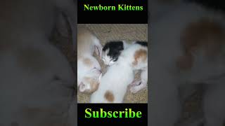 Newborn Kittens #Viral #Shorts