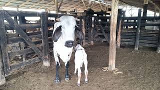 Hermosas bendiciones del campo. 🐄