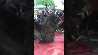 BARONGAN KUMBANG HITAM MULUT BESAR GANAS#shots