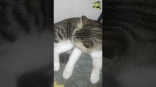 Kucing Gembul Lagi Bersihin Badan  #kucinggemuk #ngeshortsbareng #shorts