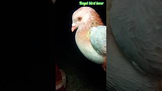 Beautiful kabootar status||💯❤ ✨ #shorts #pigeon #ytviral #kabootar #yt #birds