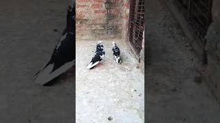 चिता हुमर कबूतर #shorts #viral #pigeon #nafeespigeon