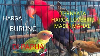 Harga Burung Di Papua, Tenyata Lovebird masih mahal harganya