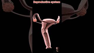 Reproductive system 3D animation video Human body #shorts#shortsvideo