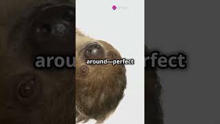 Facts About Sloths!