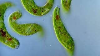 Рух евглени зеленої  (Euglena viridis)