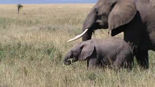 Emocionante safari en Tanzania, África- Familia elefantes en Tanzania