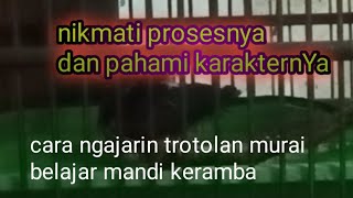 cara ngajarin trotolan murai batu mandi keramba