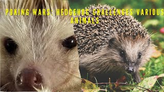 Hedgehog Takes on Different Animals