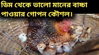 ডিম থেকে ভালো বাচ্চা পাওয়ার গোপন কৌশল।