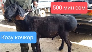 11.05.2023. Асыл тукум Ярмарка. Озгон. 500 мин сом деген Козу кочкор ( 2 болук)