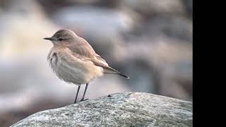 Isabellastenskvätta/ Isabelline Wheatear