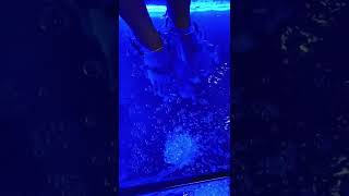 #fish #pedicure #happyfeet #short #shorts #viral #youtubeshorts #youtube #footmassage #fishpedicure