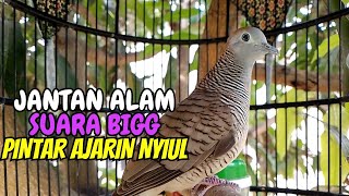 Perkutut Lokal Alam Gacor - Suara Besar Khas jantan Memanggil betina