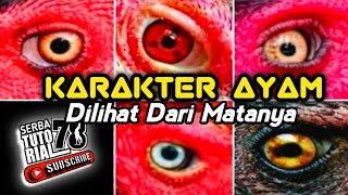 Memilih Karakter Ayam Dilihat Dari Bentuk Dan Warna Bola Matanya