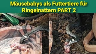 Ringelnatter/Mäusebabys als Futter PART 2 #natrix #snake #snakes #ringelnatter #serpent #schlangen