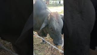 BULL #dairy #dairyanimal #animals #farming #dairY #bull #bulls