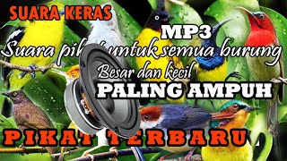 Pikat burung kecil dan besar anti zonk,100% Ampuh mp3 durasi panjang,khusus burung yang susah turun.