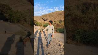 Rocky kabutar hathape aagaya 🕊️🦅😀 #pigeon #pigeonlover #video #shorts #shortvideo