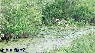 Watching a Blue Heron