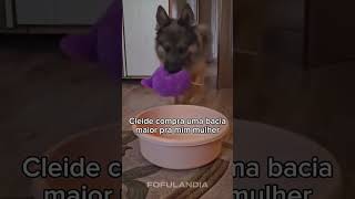 #animaisfofos #animais #animals #animal #cuteanimals #funny #animaisengraçados #fofo