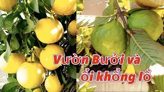 Vườn Bưởi và ổi khổng lồ (Gigantic Grapefruit & Guava Garden) - #193